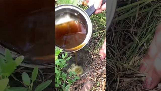 Земляные свечи. Алтай. смотреть онлайн