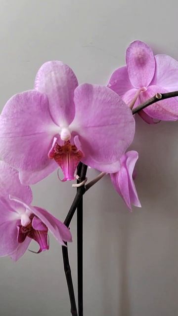Орхидея фаленопсис магазинное цветение 🌹цена 1300р🌹 смотреть онлайн