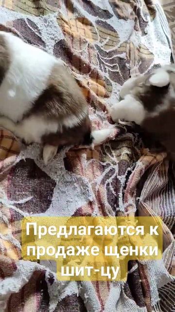 Предлагаются к продаже милые комочки  императорской с