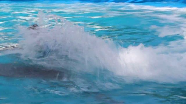 Дельфины катают тренера смотреть онлайн