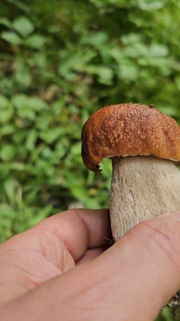 🍄🟫Белие, 🍄Подмосковье,🍄🟫 грибы,🍄 #mushroom 🍄 #fungi смотреть онлайн