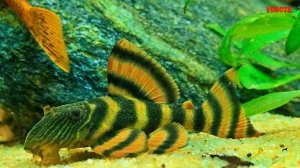 Сом Красная Зебра L397 содержание в аквариуме разведени