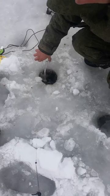 Куршский залив