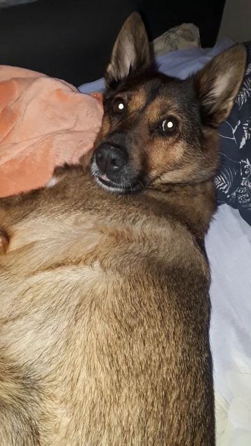 Зову гулять собаку. Не идёт. смотреть онлайн