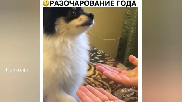 Ржал до слез / Тест на психику / Лучшие приколы 2021 / Кубы 2021 / Приколы смотреть онлайн