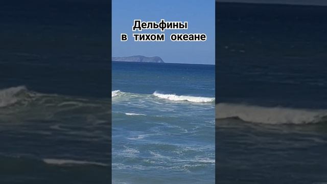 дельфины в тихом океане смотреть онлайн