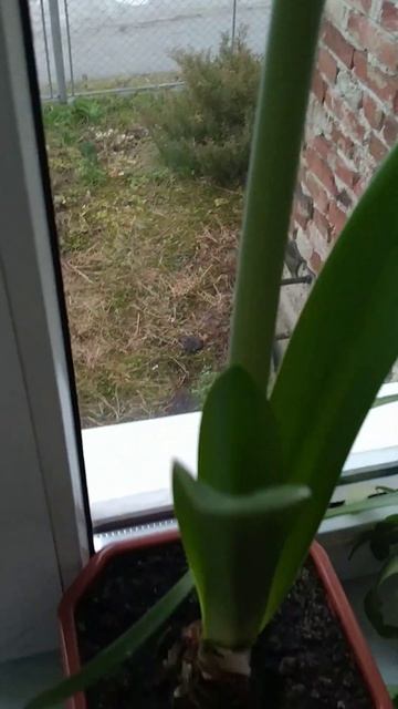 Лилия дала почки смотреть онлайн