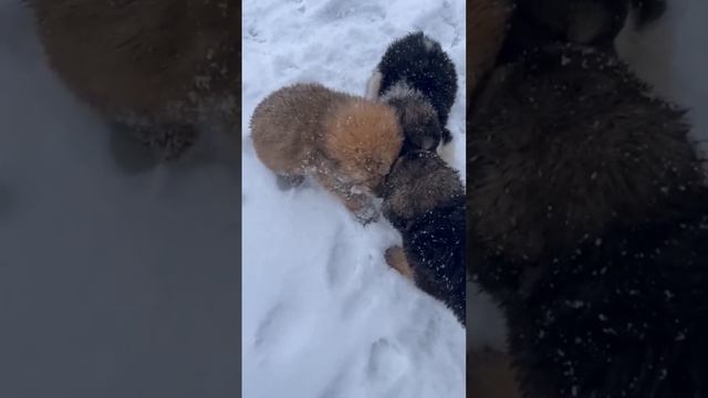 Если что, мы их кормим😅 #sorts #собаки #щенок #животные смотреть онлайн