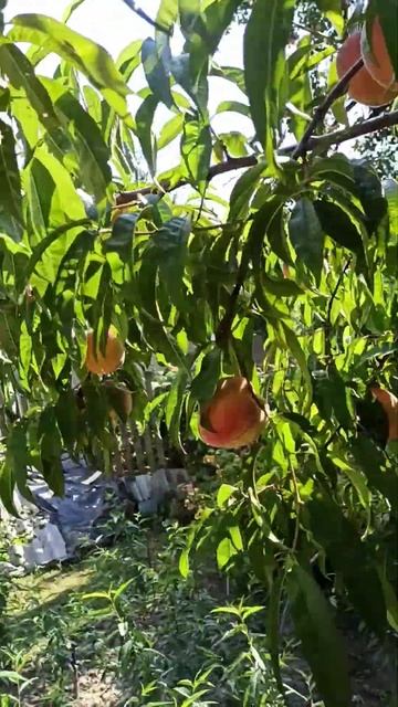 Саженцы персиков 2024.Могилев смотреть онлайн