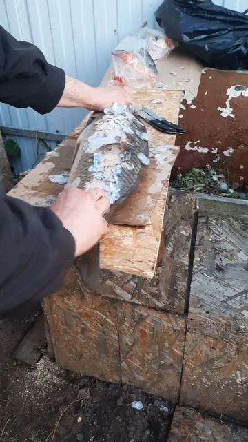 Чищу сазана на 5кг руками смотреть онлайн