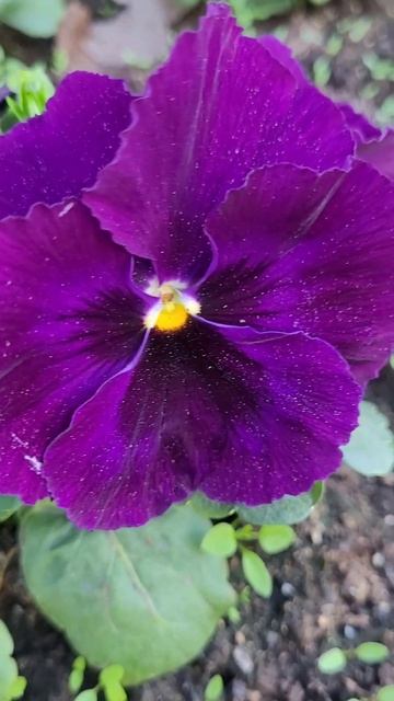 Beautiful pansies. Великолепные анютины глазки 🤩 смотреть онлайн