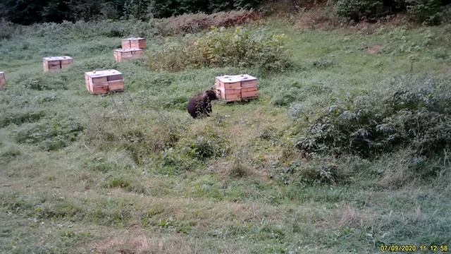 Медведь пришел на пасеку, но получил неожиданный отпор. смотреть онлайн