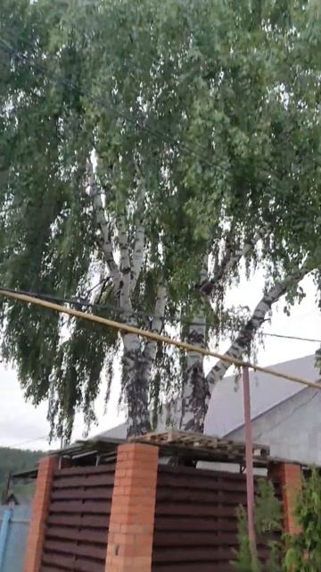 Прощай берёза! #сад смотреть онлайн