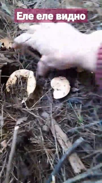 В кустах ели ели видно а а потом целая кучка 28 штук смотреть онлайн