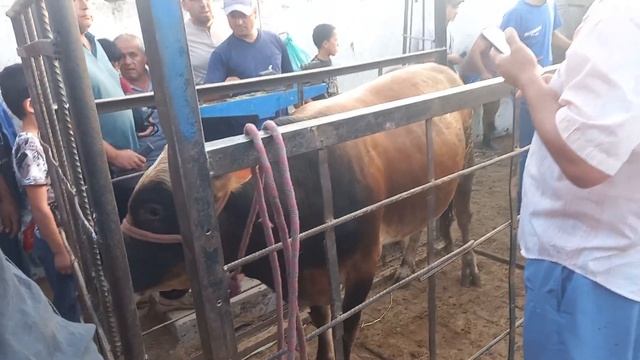 23 августа 2024 г.МОЛБОЗОРИ ХИСТЕВАРЗ ЖИВОЙ ВЕС смотреть онлайн