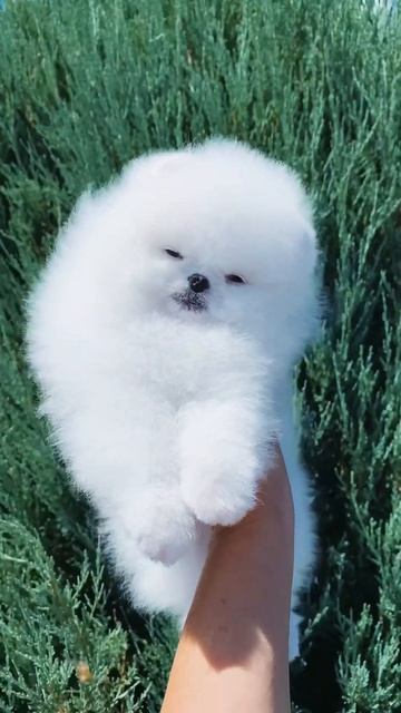 На данный момент у нас есть свободные щенки🥰 смотреть онлайн