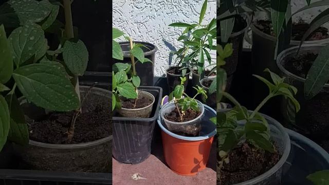 перевалка олеандра и метельчатой гортензии #переездн? смотреть онлайн