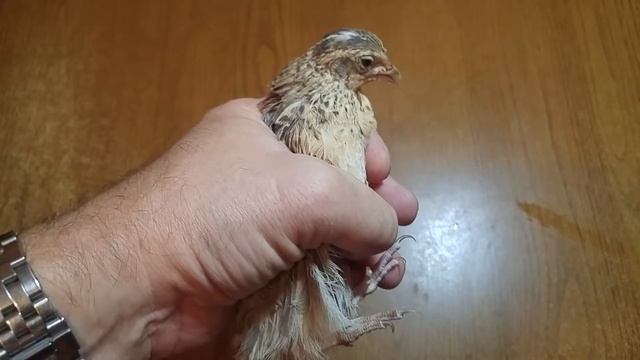 Новые друзья Лунтика! Китайские перепела самец Хуавей и самочка Сяоми смотреть онлайн