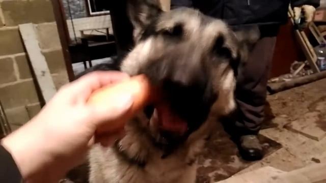 Собака ест морковь часть 1 смотреть онлайн