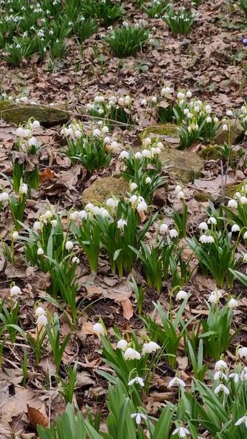 Первоцветы: первые вестники весны 🤍 #spring #earlyflowers #springti смотреть онлайн