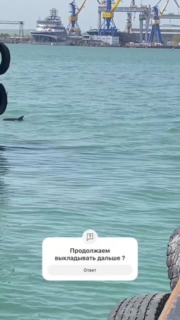 Морские красавцы#море #отдых#курорт #лето #дельфины #shor смотреть онлайн