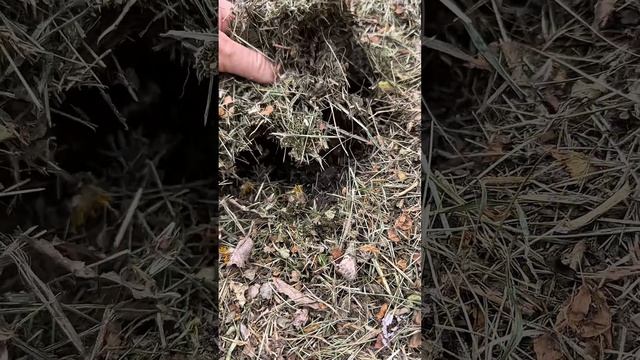 Можно ли мульчировать грядки весной? Сейчас проверим смотреть онлайн