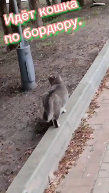 Идёт кошка по бордюру. смотреть онлайн