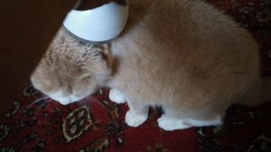 Купили Томасу  массажер