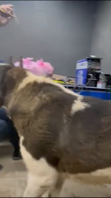 Подготовка к выставке Гирей Хана Ан - Нассир . смотреть онлайн