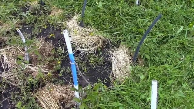 защита от фитофторы смотреть онлайн