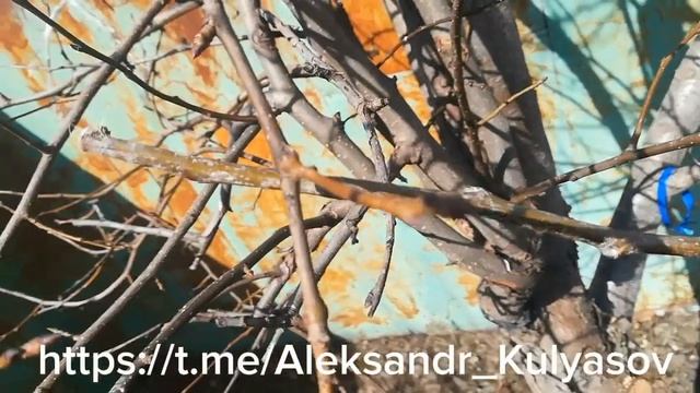 Груша NGO, Чингизидка, Просто Мария, Аббат Фетель, Уилла?