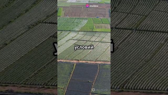 🌱 Китай превратил пустыню в лес: 45 000 км² озеленения! смотреть онлайн