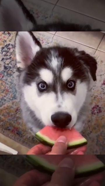 Собаки. Собака ест арбуз Dogs. Dog eat watermelon смотреть онлайн
