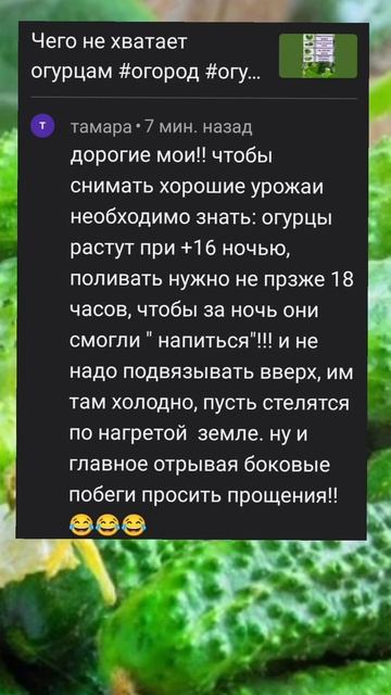 Советы по выращиванию огурцов от Тамары #огород #огурц смотреть онлайн