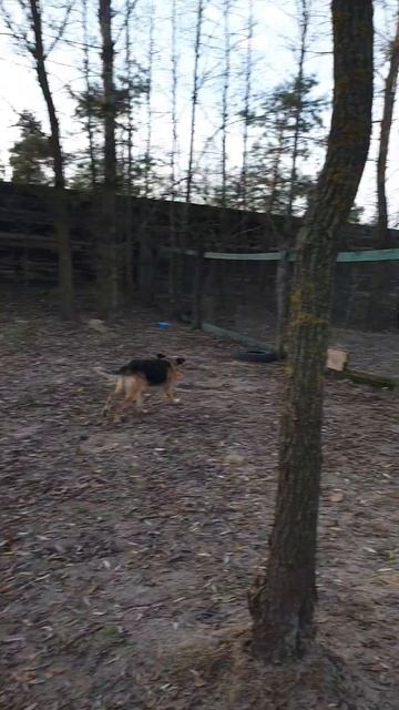 Если в игрушке есть пищалка, значит это лучшая игрушка смотреть онлайн