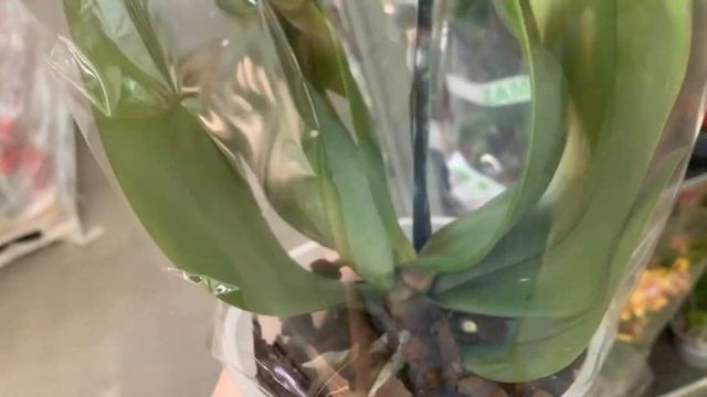 Эксклюзив орхидей в Лемана Про ТЦ Мега Самара - Спайде? смотреть онлайн