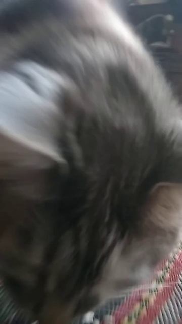 Мой кот ест семечки! My cat is eating sunflower seeds! смотреть онлайн