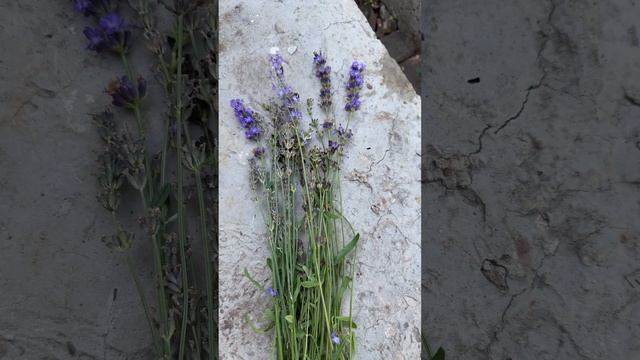 Мои цветочки От Лаванды❤️Я очень люблю ее и это мой с смотреть онлайн