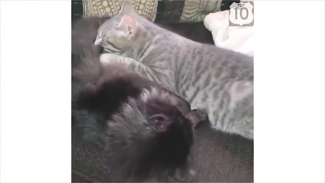 Приколы с котами. Топовая подборка №3 смотреть онлайн
