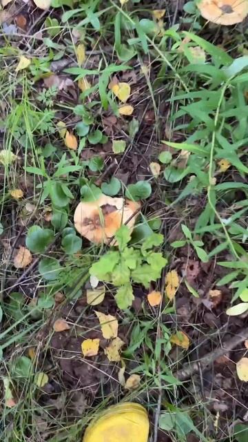 Вот есть грибы и нет грибов смотреть онлайн