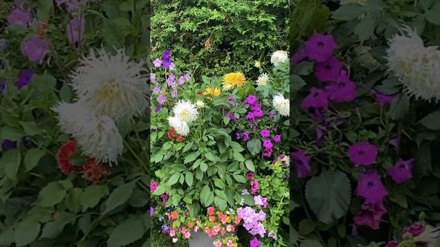 12 белых цветов, которые украсят контейнеры смотреть онлайн