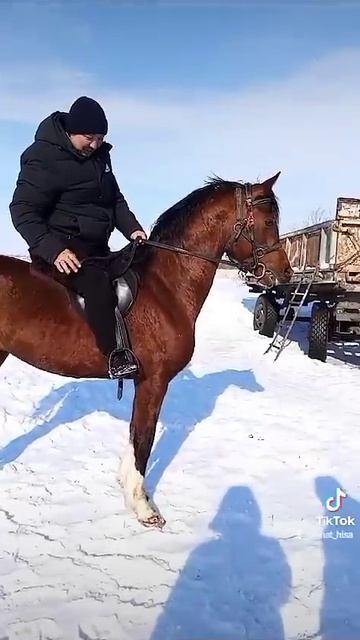 Продам жеребчика 4 года Россия Омск вацап 👉 89083140826 Рен смотреть онлайн
