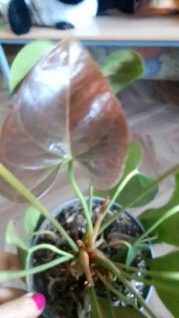 "Когда листочек подумал, что он цветочек" (антуриум) смотреть онлайн