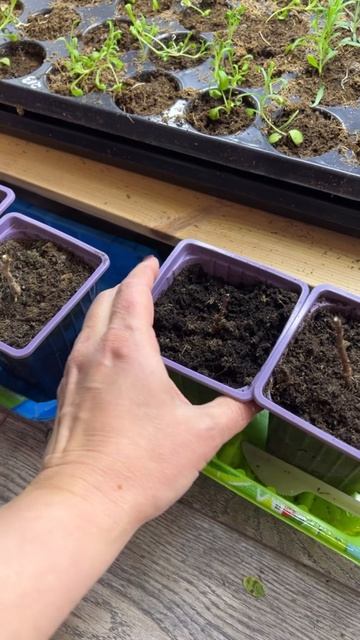 Черенкую гортензии зелёным черенком. #гортензияметел?