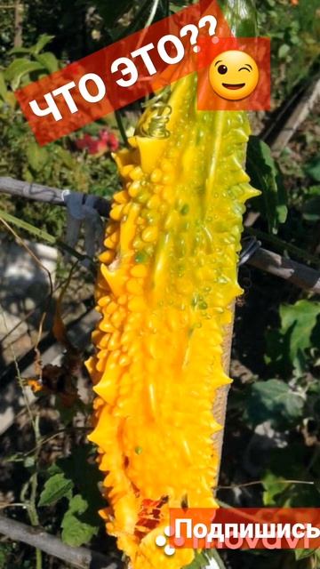 ♥️539♥️ДИВНАЯ МОМОРДИКА👌🥰💥💕💕🌞🌞♥️💥💥💥👌? смотреть онлайн