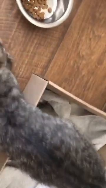 Эксперимент: будет ли Томас есть сухой корм. 30.05.2024 смотреть онлайн