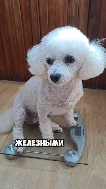 Ставая на весы помните смотреть онлайн