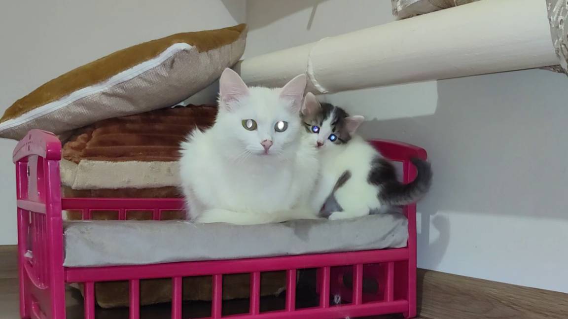 Мама кошка и котята отдихают ,кроме котенка Микки смотреть онлайн