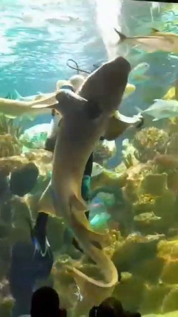 #Океанариум Спб#Танцысакулой Этот невероятный танец д смотреть онлайн