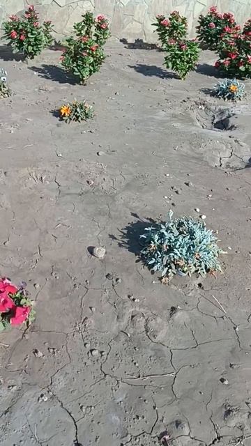 Кустики на сухой потрескавшейся почве смотреть онлайн